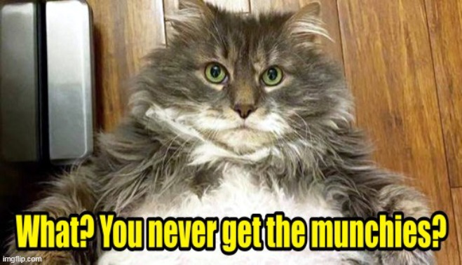 Fat Cat :) | image tagged in fat cat,cats,munchies,funny meme | made w/ Imgflip meme maker