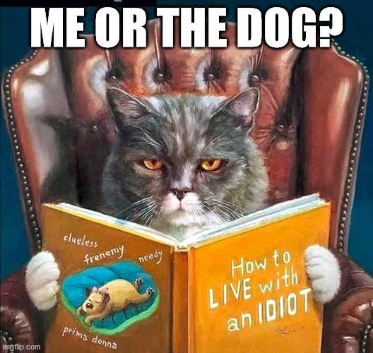 I am thinking it is about me. | ME OR THE DOG? | image tagged in cats | made w/ Imgflip meme maker