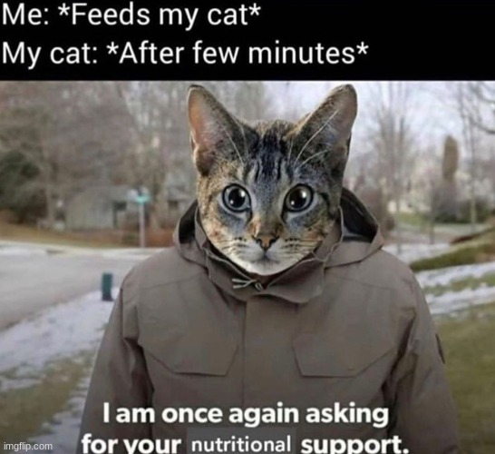 Meow | image tagged in cats,meme,fun,humor | made w/ Imgflip meme maker