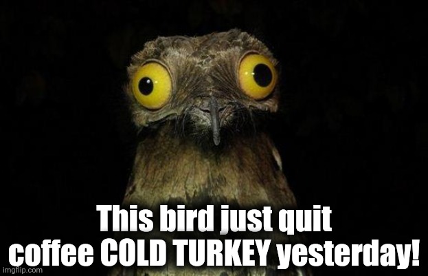 Weird Stuff I Do Potoo Meme | This bird just quit coffee COLD TURKEY yesterday! | image tagged in memes,weird stuff i do potoo | made w/ Imgflip meme maker