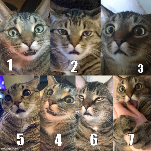 how u guys feelin today | 2; 1; 3; 5; 4; 6; 7 | image tagged in cats | made w/ Imgflip meme maker