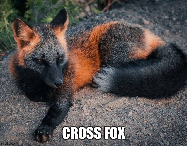 CROSS FOX | made w/ Imgflip meme maker