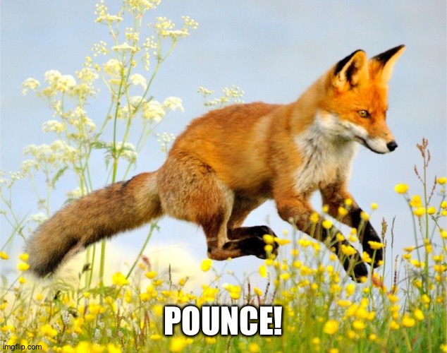 POUNCE! | made w/ Imgflip meme maker