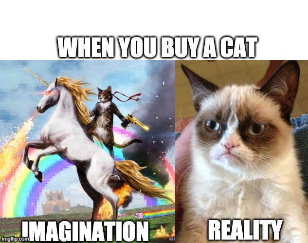 buying a cat with high expectations | WHEN YOU BUY A CAT; IMAGINATION; REALITY | image tagged in memes,grumpy cat,welcome to the internets | made w/ Imgflip meme maker