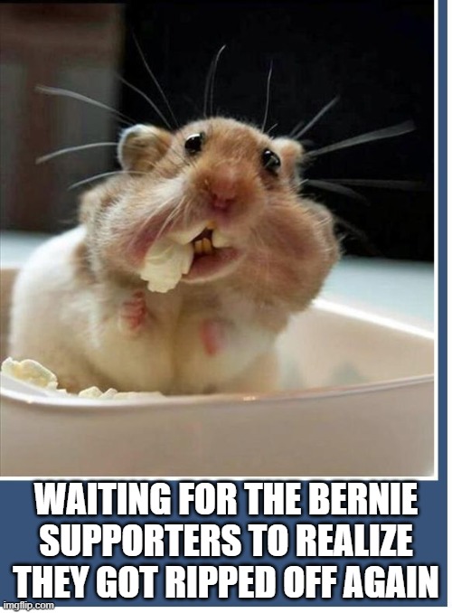 Watching the Democratic party implode | WAITING FOR THE BERNIE SUPPORTERS TO REALIZE THEY GOT RIPPED OFF AGAIN | image tagged in hamster in popcorn bowl | made w/ Imgflip meme maker