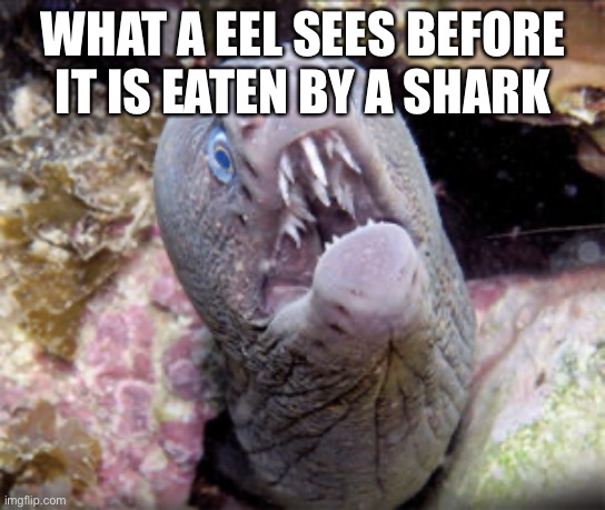 WHAT A EEL SEES BEFORE IT IS EATEN BY A SHARK | made w/ Imgflip meme maker