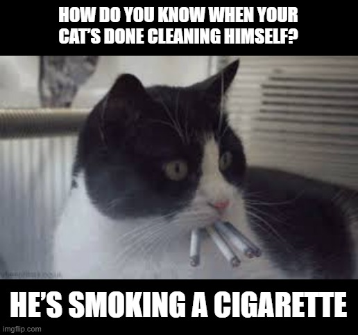 Satisfied Kitty | HOW DO YOU KNOW WHEN YOUR CAT’S DONE CLEANING HIMSELF? HE’S SMOKING A CIGARETTE | image tagged in cat smoking | made w/ Imgflip meme maker