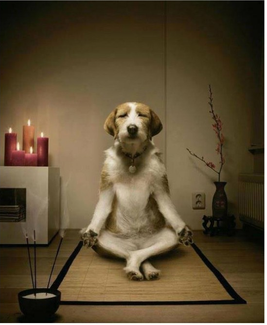 High Quality dog meditation Blank Meme Template