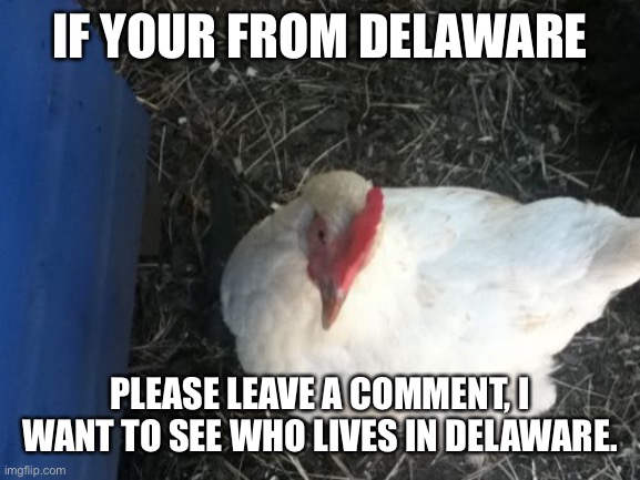 Angry Chicken Boss Meme |  IF YOUR FROM DELAWARE; PLEASE LEAVE A COMMENT, I WANT TO SEE WHO LIVES IN DELAWARE. | image tagged in memes,angry chicken boss | made w/ Imgflip meme maker