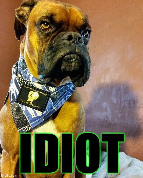 Grumpy Dog | IDIOT | image tagged in grumpy dog | made w/ Imgflip meme maker