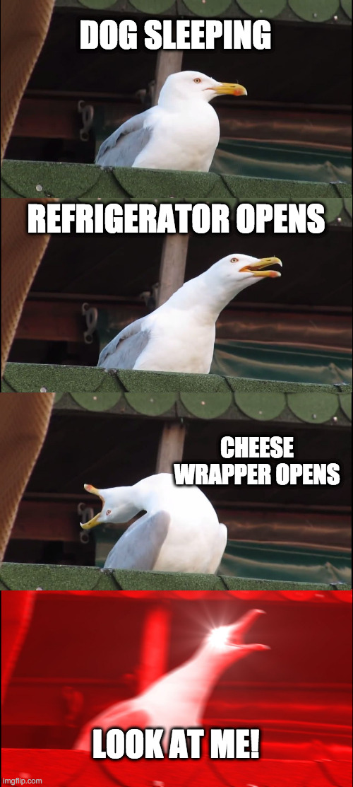 Inhaling Seagull | DOG SLEEPING; REFRIGERATOR OPENS; CHEESE WRAPPER OPENS; LOOK AT ME! | image tagged in memes,inhaling seagull | made w/ Imgflip meme maker