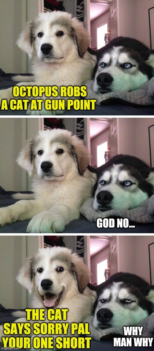 You know because of the 9 lives | OCTOPUS ROBS A CAT AT GUN POINT; GOD NO... THE CAT SAYS SORRY PAL YOUR ONE SHORT; WHY MAN WHY | image tagged in bad pun dogs | made w/ Imgflip meme maker