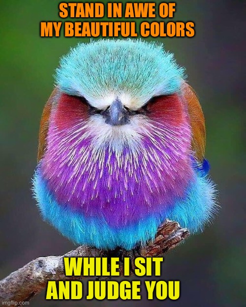 Pretty Bird | STAND IN AWE OF MY BEAUTIFUL COLORS; WHILE I SIT AND JUDGE YOU | image tagged in colorful,judgemental,bird,funny,birds | made w/ Imgflip meme maker