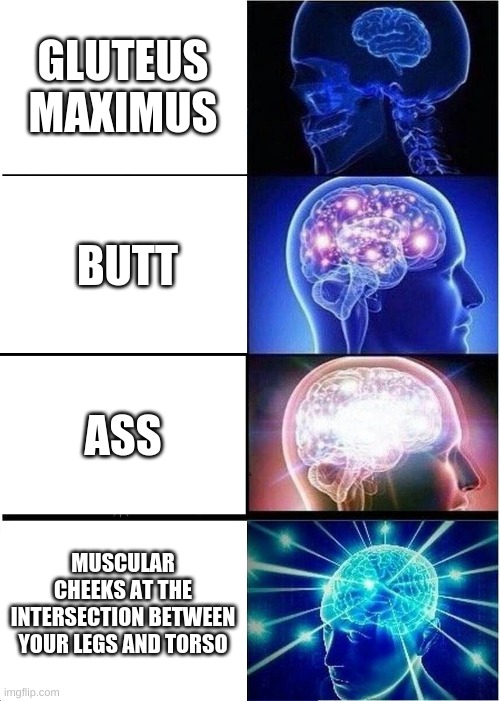 Expanding Brain | GLUTEUS MAXIMUS; BUTT; ASS; MUSCULAR CHEEKS AT THE INTERSECTION BETWEEN YOUR LEGS AND TORSO | image tagged in memes,expanding brain | made w/ Imgflip meme maker