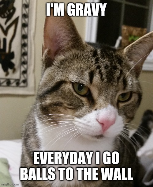 Gravy cat | I'M GRAVY; EVERYDAY I GO BALLS TO THE WALL | image tagged in cat,gravy,i love cats,cool cat,weird | made w/ Imgflip meme maker