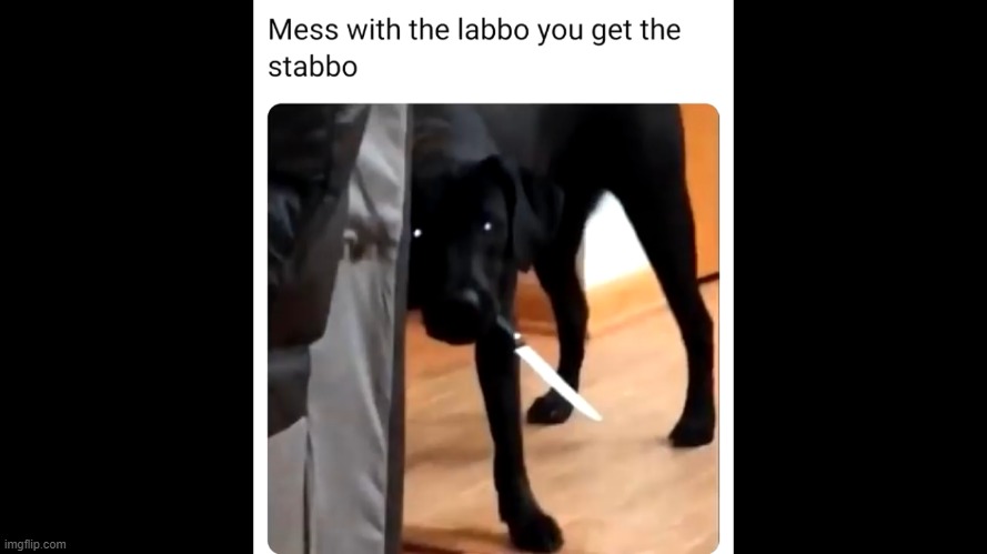 deadly dogo | image tagged in dogo,knife | made w/ Imgflip meme maker