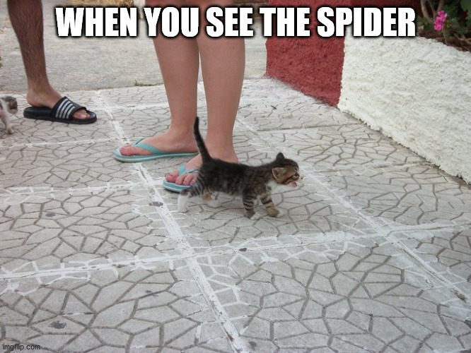 kitten screm | WHEN YOU SEE THE SPIDER | image tagged in kitten screm | made w/ Imgflip meme maker