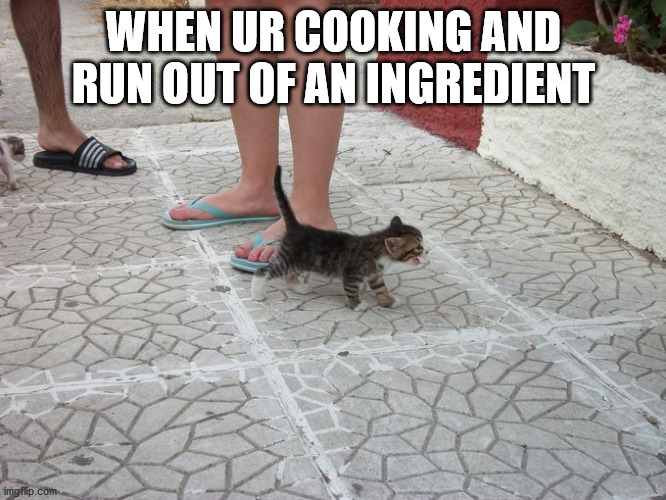 kitten screm | WHEN UR COOKING AND RUN OUT OF AN INGREDIENT | image tagged in kitten screm | made w/ Imgflip meme maker