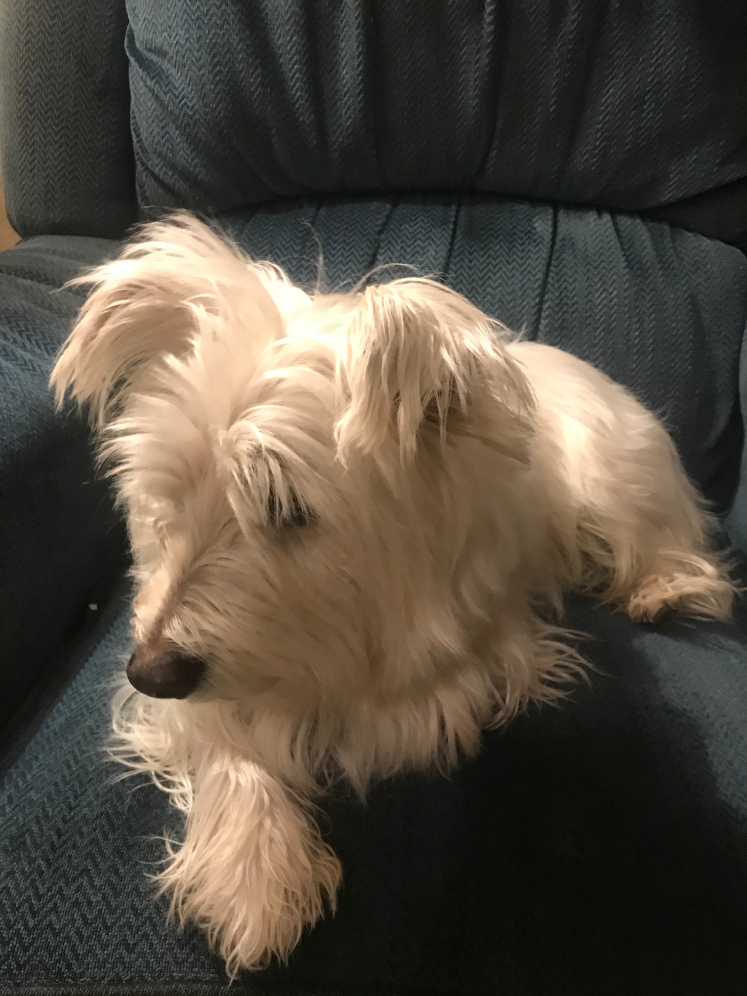 Contemplating Pup Blank Meme Template