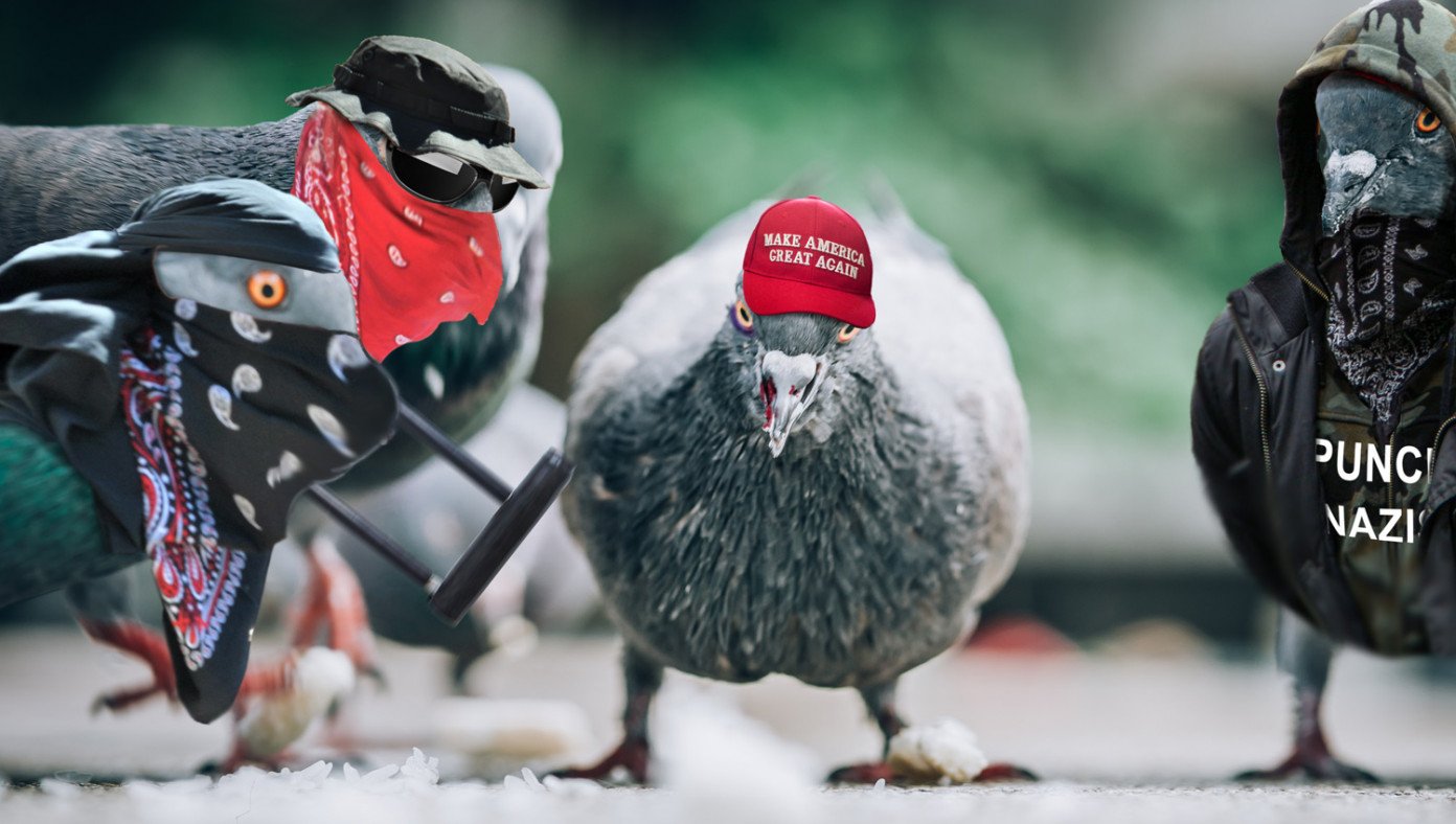 antifa pigeons Blank Meme Template