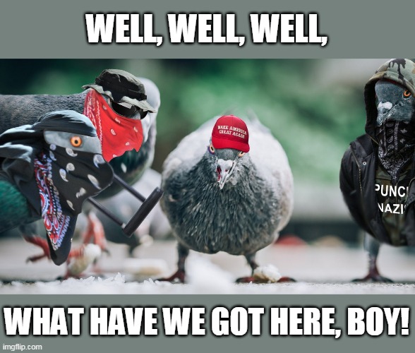 pigeon hate crime | WELL, WELL, WELL, WHAT HAVE WE GOT HERE, BOY! | image tagged in antifa pigeons | made w/ Imgflip meme maker