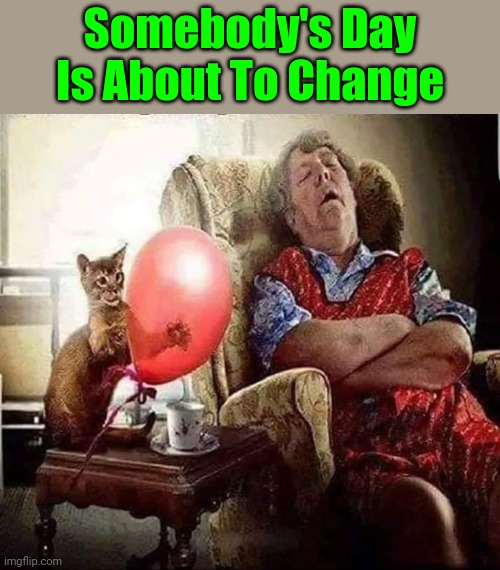 Life Is Always More Exciting When You Have A Cat ≧^◡^≦ | Somebody's Day Is About To Change | image tagged in memes,cats | made w/ Imgflip meme maker