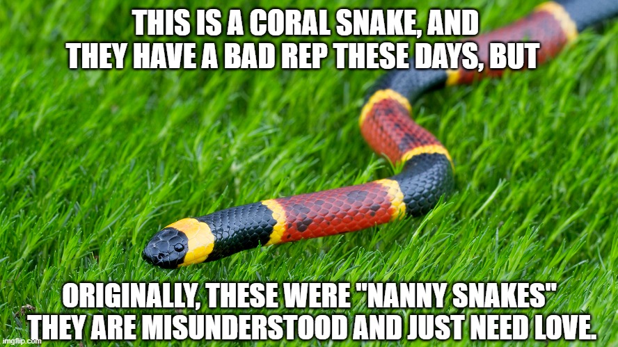 Nanny Snake | THIS IS A CORAL SNAKE, AND THEY HAVE A BAD REP THESE DAYS, BUT; ORIGINALLY, THESE WERE "NANNY SNAKES"  THEY ARE MISUNDERSTOOD AND JUST NEED LOVE. | image tagged in nanny animals | made w/ Imgflip meme maker