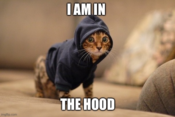 Hoody Cat | I AM IN; THE HOOD | image tagged in memes,hoody cat | made w/ Imgflip meme maker