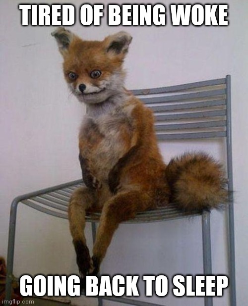 Tired fox | TIRED OF BEING WOKE; GOING BACK TO SLEEP | image tagged in tired fox | made w/ Imgflip meme maker