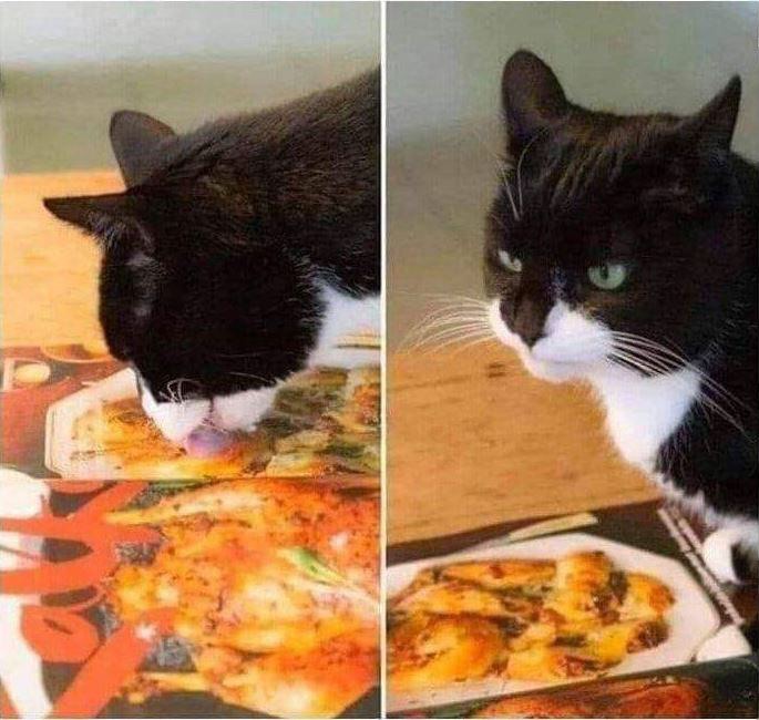 Hold Up Cat Blank Meme Template