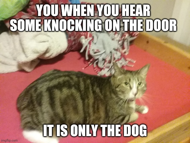 Nervous Cat | YOU WHEN YOU HEAR SOME KNOCKING ON THE DOOR; IT IS ONLY THE DOG | image tagged in nervous cat | made w/ Imgflip meme maker