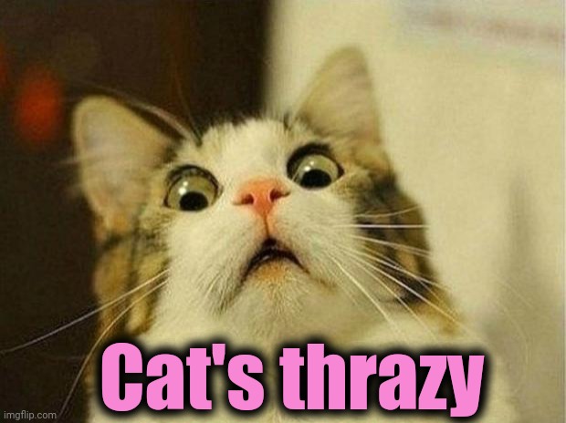 Scared Cat Meme | Cat's thrazy | image tagged in memes,scared cat | made w/ Imgflip meme maker