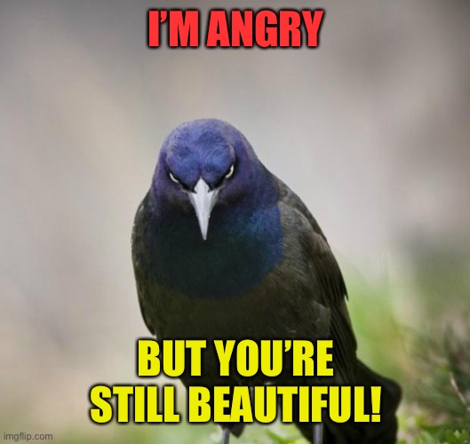 Angry Bird | I’M ANGRY BUT YOU’RE STILL BEAUTIFUL! | image tagged in angry bird | made w/ Imgflip meme maker