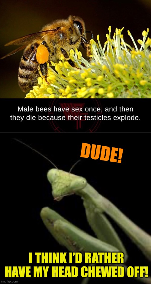 Going out with a bang! | DUDE! I THINK I’D RATHER HAVE MY HEAD CHEWED OFF! | image tagged in bees,testicles,explode,insect,sex,praying mantis | made w/ Imgflip meme maker