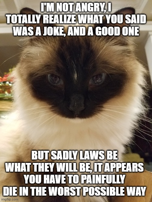 I'M NOT ANGRY, I TOTALLY REALIZE WHAT YOU SAID WAS A JOKE, AND A GOOD ONE; BUT SADLY LAWS BE WHAT THEY WILL BE, IT APPEARS YOU HAVE TO PAINFULLY DIE IN THE WORST POSSIBLE WAY | image tagged in cats,memes,funny | made w/ Imgflip meme maker