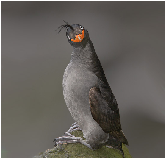 High Quality Derp Crested Auklet Blank Meme Template