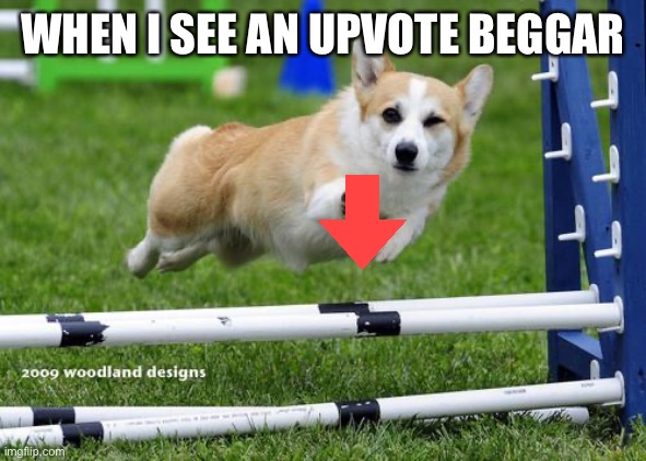 Dowmvoting an upvote beggar: Corgi week is a FunFletchlingFanatic event and it will last until March 14th | WHEN I SEE AN UPVOTE BEGGAR | image tagged in corgi,dogs | made w/ Imgflip meme maker