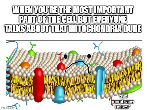 WHEN YOU'RE THE MOST IMPORTANT PART OF THE CELL BUT EVERYONE TALKS ABOUT THAT MITOCHONDRIA DUDE; *sad membrane noises* | image tagged in memes | made w/ Imgflip meme maker