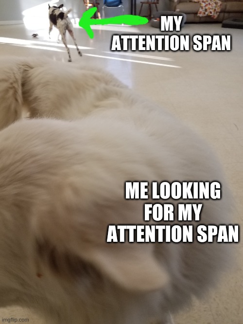 Image tagged in dogs,attention span - Imgflip