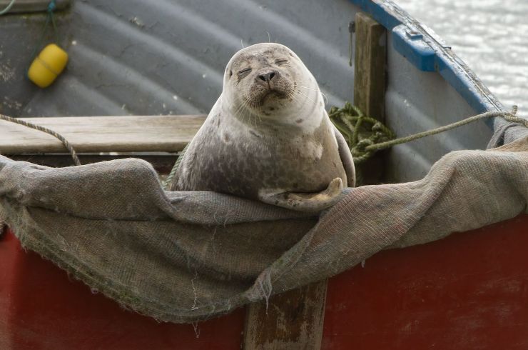 High Quality seel Blank Meme Template