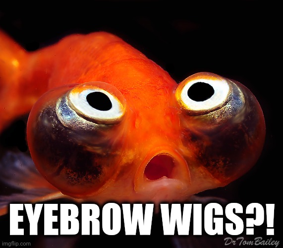 EYEBROW WIGS?! | image tagged in terrified goldfish | made w/ Imgflip meme maker