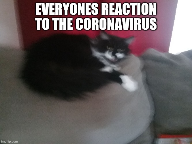 Angery Cat | EVERYONES REACTION TO THE CORONAVIRUS | image tagged in angery cat | made w/ Imgflip meme maker
