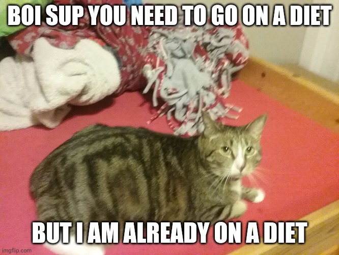 Nervous Cat | BOI SUP YOU NEED TO GO ON A DIET; BUT I AM ALREADY ON A DIET | image tagged in nervous cat | made w/ Imgflip meme maker