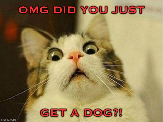 Scared Cat Meme | OMG DID YOU JUST; GET A DOG?! | image tagged in memes,scared cat | made w/ Imgflip meme maker