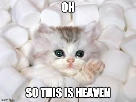 Funny Cat meme | OH; SO THIS IS HEAVEN | image tagged in marshmallow,cute cat | made w/ Imgflip meme maker