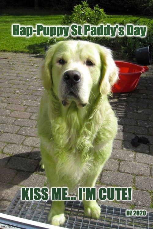 Kiss Me - St Paddy's Day | Hap-Puppy St Paddy's Day; KISS ME... I'M CUTE! DZ 2020 | image tagged in st patrick's day,kiss,happy,cute dog,cute animals | made w/ Imgflip meme maker