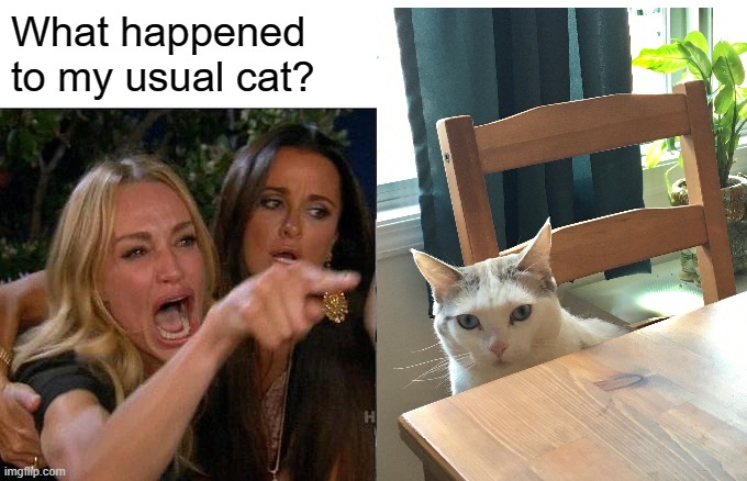 Woman Yelling At Cat Meme | What happened to my usual cat? | image tagged in memes,woman yelling at cat | made w/ Imgflip meme maker