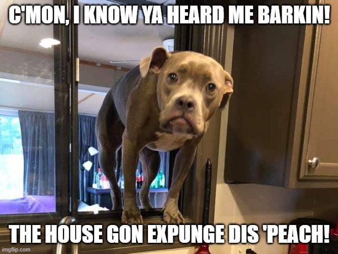 You ain't hear me barking? | C'MON, I KNOW YA HEARD ME BARKIN! THE HOUSE GON EXPUNGE DIS 'PEACH! | image tagged in you ain't hear me barking | made w/ Imgflip meme maker