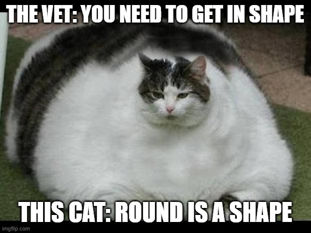 fat cat 2 | THE VET: YOU NEED TO GET IN SHAPE; THIS CAT: ROUND IS A SHAPE | image tagged in fat cat 2 | made w/ Imgflip meme maker