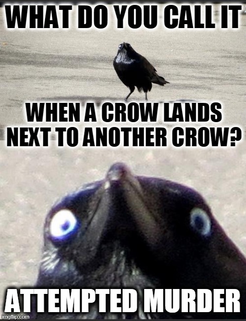 insanity crow | WHAT DO YOU CALL IT; WHEN A CROW LANDS NEXT TO ANOTHER CROW? ATTEMPTED MURDER | image tagged in insanity crow | made w/ Imgflip meme maker